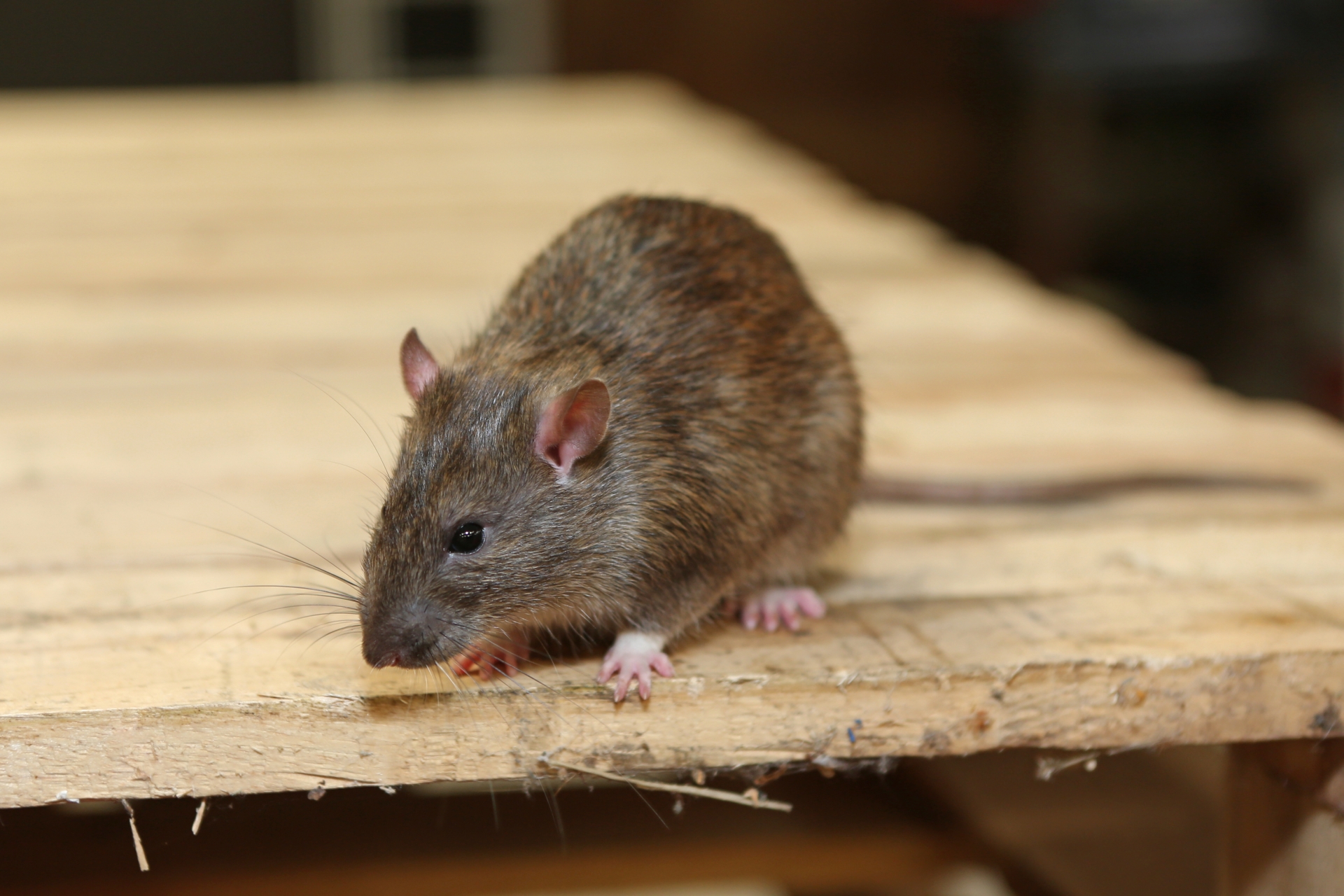 Rat extermination, Pest Control in Molesey, East Molesey, West Molesey, KT8. Call Now 020 8166 9746
