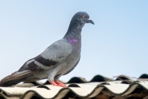Pigeon Control, Pest Control in Molesey, East Molesey, West Molesey, KT8. Call Now 020 8166 9746