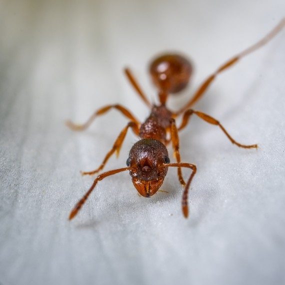 Field Ants, Pest Control in Molesey, East Molesey, West Molesey, KT8. Call Now! 020 8166 9746