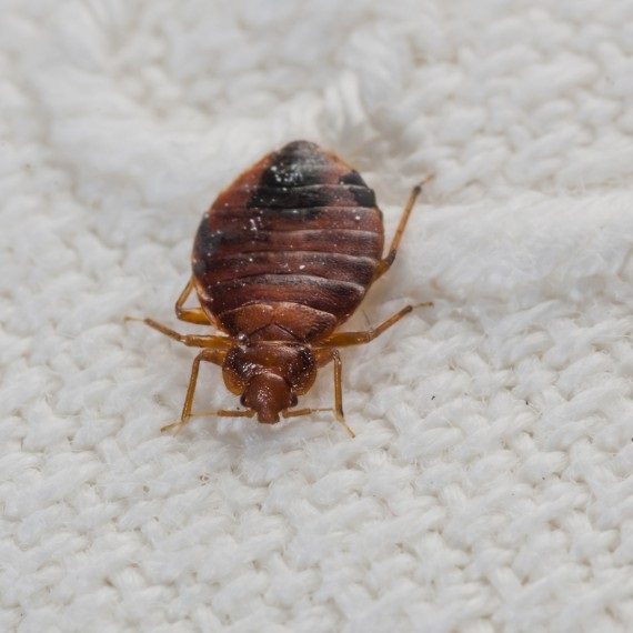 Bed Bugs, Pest Control in Molesey, East Molesey, West Molesey, KT8. Call Now! 020 8166 9746