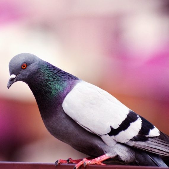 Birds, Pest Control in Molesey, East Molesey, West Molesey, KT8. Call Now! 020 8166 9746