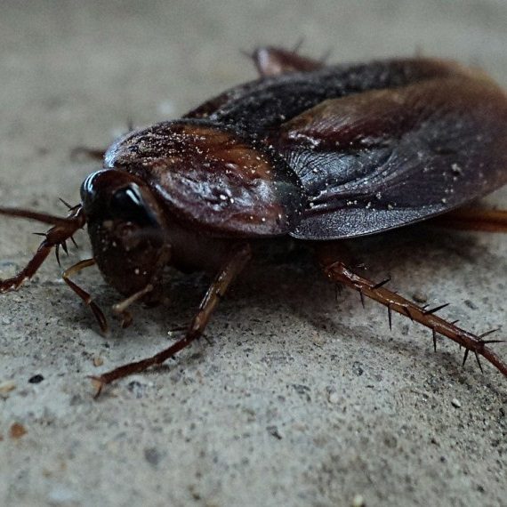 Cockroaches, Pest Control in Molesey, East Molesey, West Molesey, KT8. Call Now! 020 8166 9746