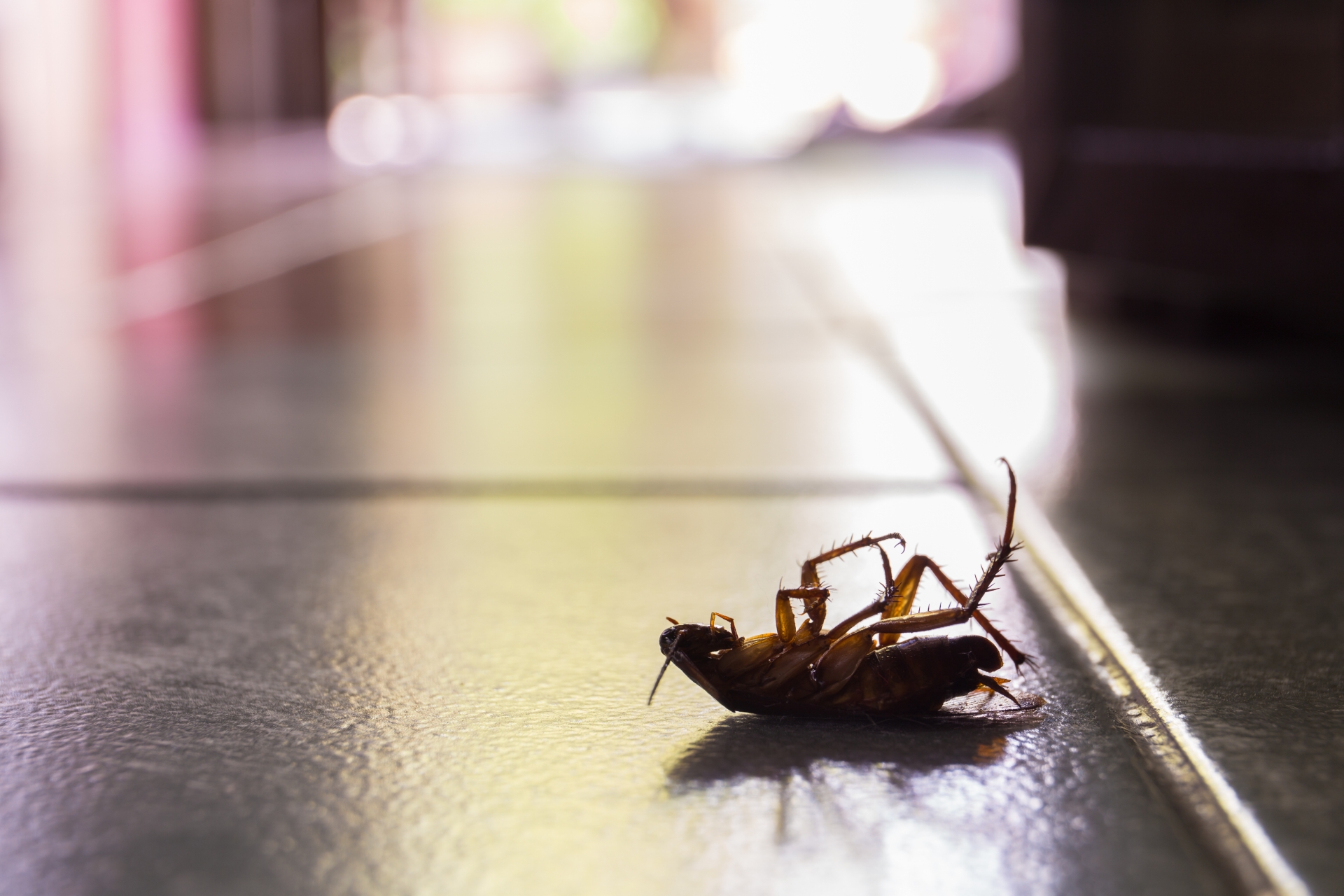 Cockroach Control, Pest Control in Molesey, East Molesey, West Molesey, KT8. Call Now 020 8166 9746
