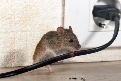 Pest Control in Molesey, East Molesey, West Molesey, KT8. Call Now! 020 8166 9746