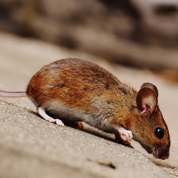 Mice, Pest Control in Molesey, East Molesey, West Molesey, KT8. Call Now! 020 8166 9746