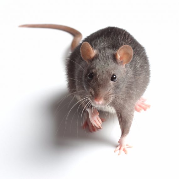 Rats, Pest Control in Molesey, East Molesey, West Molesey, KT8. Call Now! 020 8166 9746