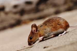 Mouse extermination, Pest Control in Molesey, East Molesey, West Molesey, KT8. Call Now 020 8166 9746