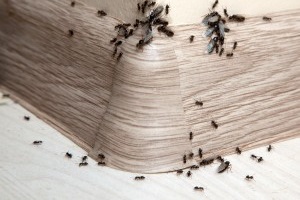 Ant Control, Pest Control in Molesey, East Molesey, West Molesey, KT8. Call Now 020 8166 9746