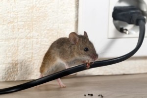 Mice Control, Pest Control in Molesey, East Molesey, West Molesey, KT8. Call Now 020 8166 9746