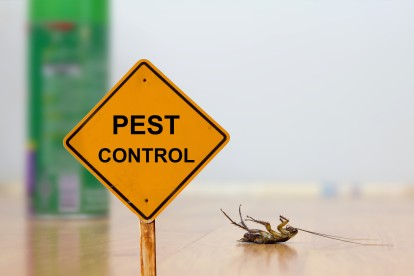 Pest Contol in Molesey, East Molesey, West Molesey, KT8. Call Now 020 8166 9746