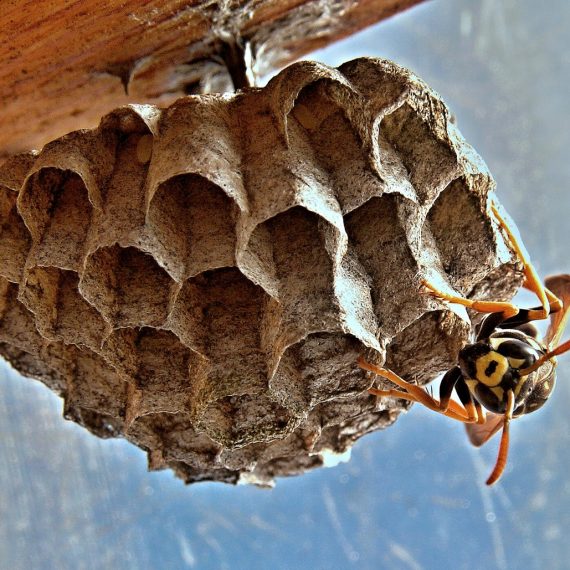 Wasps Nest, Pest Control in Molesey, East Molesey, West Molesey, KT8. Call Now! 020 8166 9746